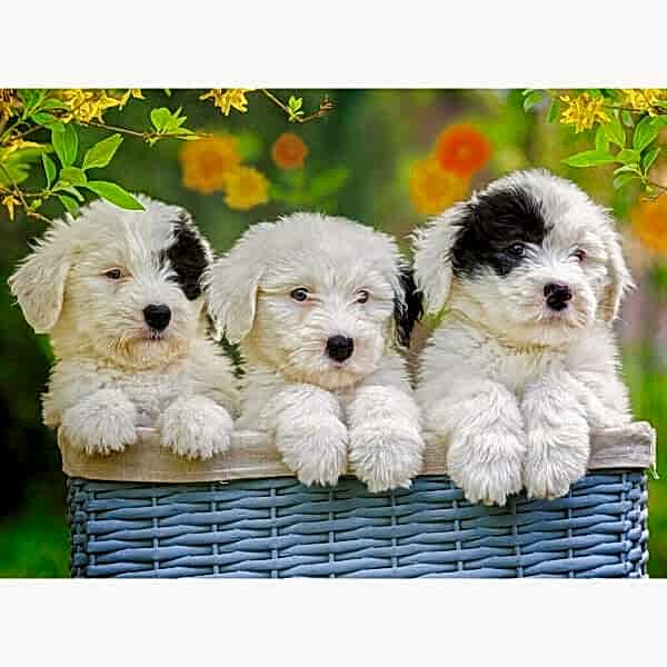 127658 Cuddly Puppies 200 parça XXL Ravensburger Puzzle