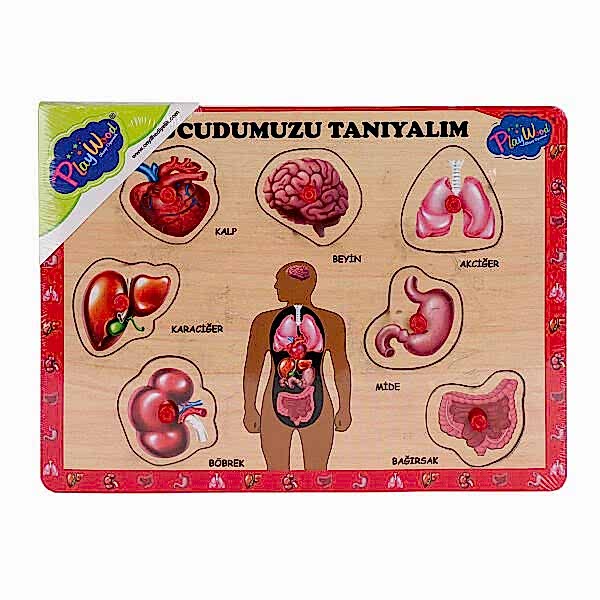 ONY-287 288 Ahşap Tutmalı Vücumuzu Tanıyalım -Onyıl Oyuncak
