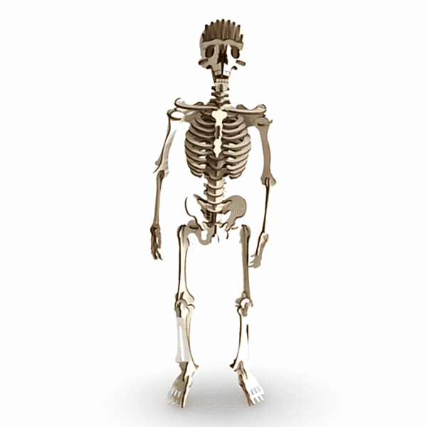 ALG-3098 CAMPLEX HUMAN SKELETON