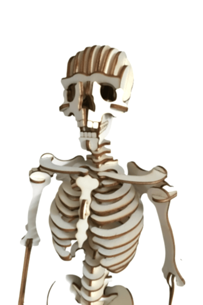 ALG-3098 CAMPLEX HUMAN SKELETON